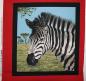 Preview: Patchworkstoff Panel Zebras